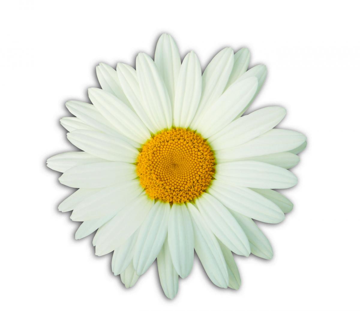 Daisy Flower